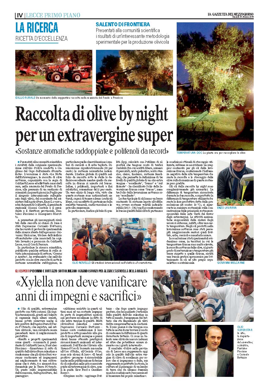 Raccolta olive by night